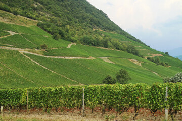 Fototapeta na wymiar French vineyard slope at the foot of mountain with sky surround by green nature during a summertime 
