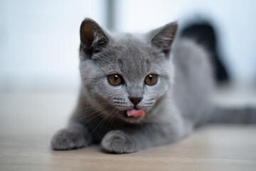 Fototapeta na wymiar Small grey kitten with tongue liking his mouth.