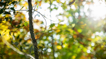 Magnificent close-up on a liana, in the middle of the woods, in autumn, with its multicolored foliage, at sunset, against the day