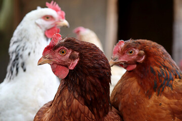 Chickens on a farm, poultry concept. Brown and white hen in a coop