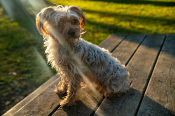 Portrait of a female Yorkshire terrier dog, on a wooden table, crossed by rays of light