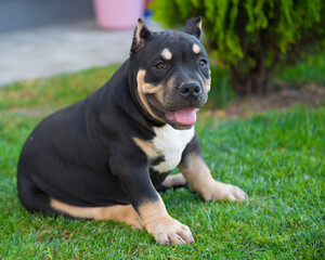 American bully puppy