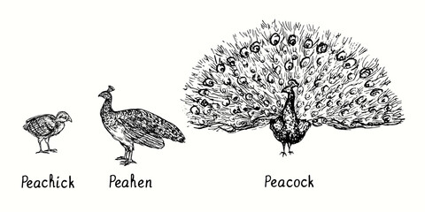 Peacock with open tail standing  front view, peahen and peachick side view. Ink black and white doodle drawing in woodcut style illustration