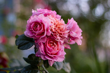 rose of the Augusta Luisa variety. German Tantau selection.