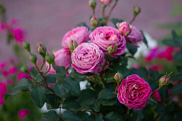 rose of the Centenaire de l'Hay-les-roses variety. French selection.