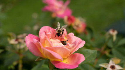 Abeja y Flor