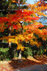 Naklejka premium 嵯峨野の紅葉 京都市