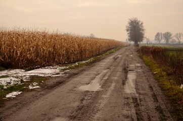droga przez pola