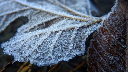 frost on leaves