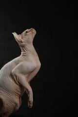 Portrait of a bald cat. The Sphynx cat breed is hairless animals without hair.