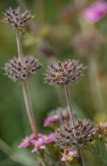 Wild Basil (Clinopodium vulgare) with a small snail amongst the petals