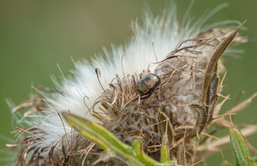 Chrysolina banksii (Fabricius, 1775) beetle feeding on the beautiful fluffy seed flower heads of the Creeping Thistle (Cirsium arvense) growing wild on Salisbury Plain, UK
