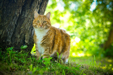 Naklejka na ściany i meble Ginger Tabby cat sitting in grass. 