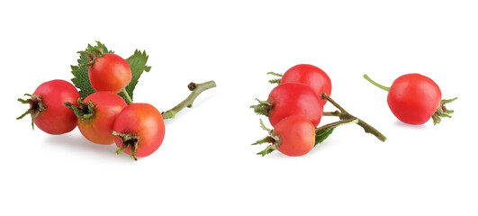 Hawthorn, isolated on a white background