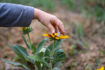 The child tries to catch a butterfly sitting on the flower.