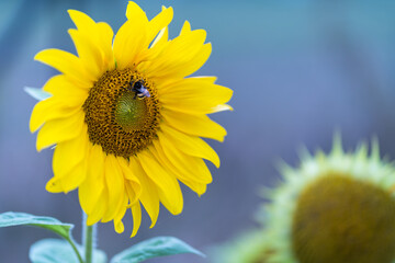 Insects sitting on sunflower flowers.