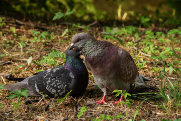 a pair of adult gray pigeons are sitting on the ground