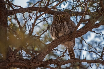 Pearl-spotted Owlet Glaucidium perlatum 4812