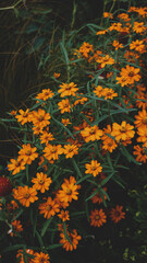 Beautiful field of orange flowers 