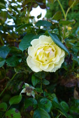 China rose's standard flowers are typically medium to dark red. Dozens of cultivars widen the range of color options, including pink, orange, yellow and white.