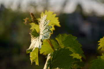 grape leaves at sunset taken in close-up with the main focus on the front leaf