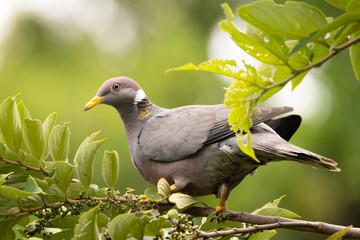 Dove on a tree