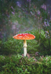 Fly agaric on green moss in the forest