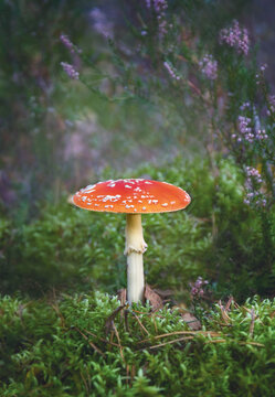 Toxic Mushroom Amanita Muscaria