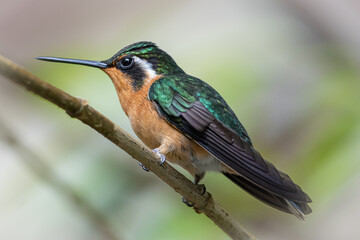 Orange Hummingbird