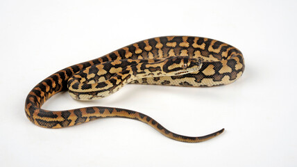 Carpet python // Teppichpython (Morelia spilota)