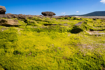 detail of rocks with green seaweed or moss in seaside of Trafalgar Cape
