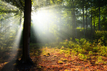 Obraz premium Morning in the forest