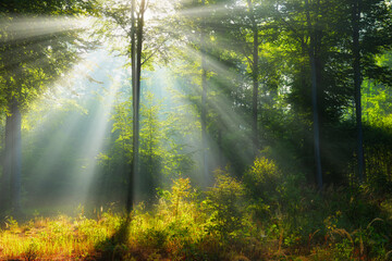 Obraz premium Morning in the forest