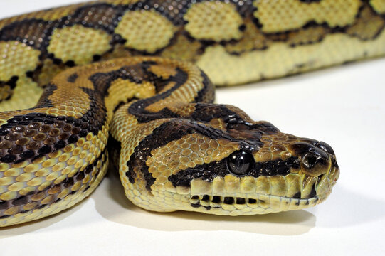 Carpet python // Teppichpython (Morelia spilota)
