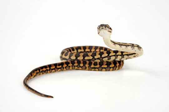 Teppichpython // Carpet python (Morelia spilota)