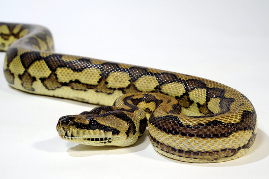 Teppichpython // Carpet python (Morelia spilota)