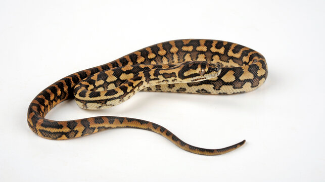Carpet python // Teppichpython (Morelia spilota)