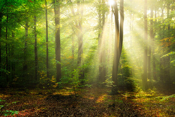 Fototapeta premium Morning in the forest