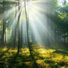 Obraz premium Morning in the forest