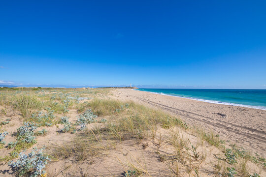 scenery of wild natural lonely beaches of Zahora and Cala Isabel, near Canos Meca village (Barbate, Cadiz, Andalusia, Spain) and Cape Trafalgar with lighthouse
