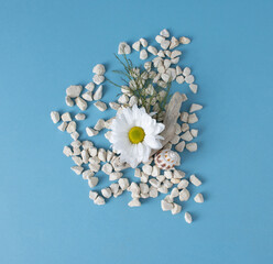 White flower, sea stones, and shell on pastel blue background. Minimal flat lay  summer composition  with Daisy.  Beautiful  Creative arrangement