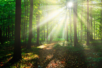 Obraz premium Morning in the forest