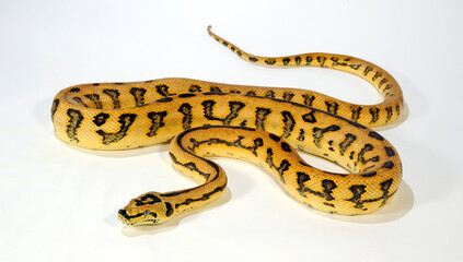 McDowell´s Teppichpython // McDowell's carpet python (Morelia spilota macdowelli)