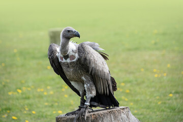 Portrait of a griffon vulture Gyps fulvus sitting on a tree stump