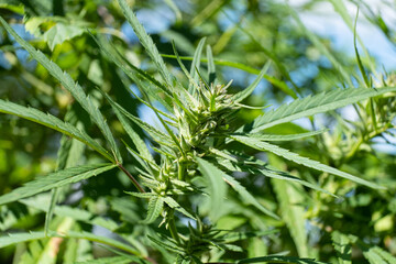 green cannabis plant crown, grow marijuana medical bud.