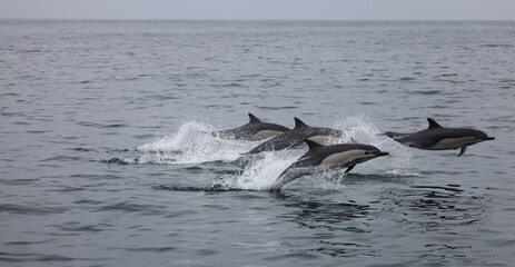 Fototapeta premium dolphins jumping