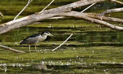 Black-crowned Night-Herons
These social birds breed in colonies of stick nests usually built over water. They live in fresh, salt, and brackish wetlands.