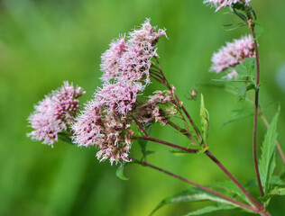 It blooms in nature hemp agrimony (Eupatorium cannabinum)