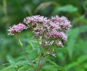 It blooms in nature hemp agrimony (Eupatorium cannabinum)