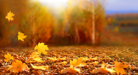 Sunny autumn day with beautiful orange fall foliage 
 Ground covered in dry fallen leaves lit by...